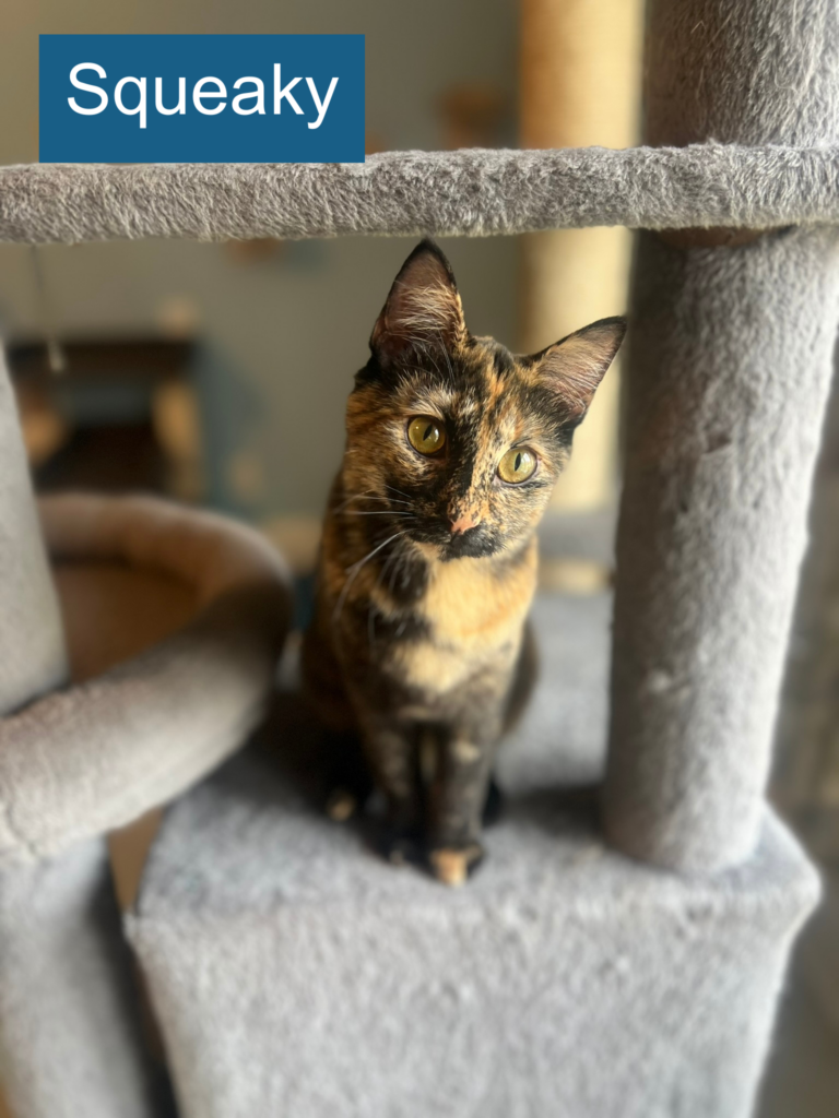 Squeaky