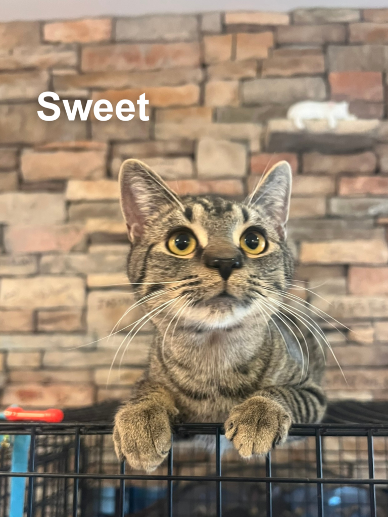 Sweet (Special Needs)