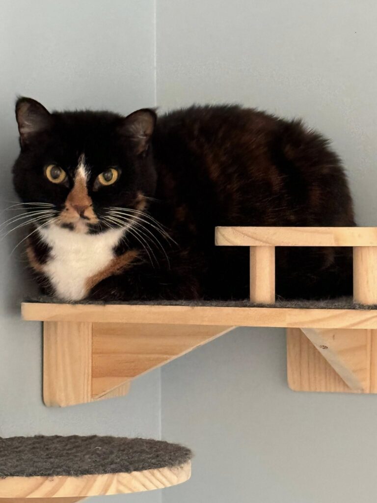 Bella