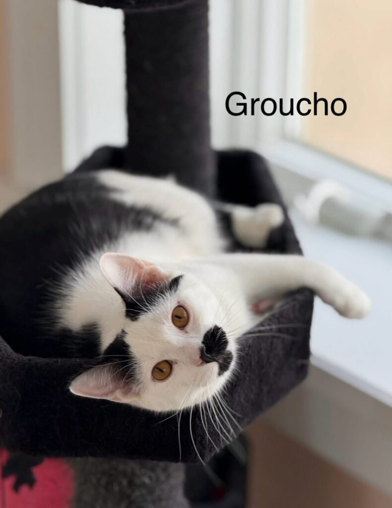 Groucho