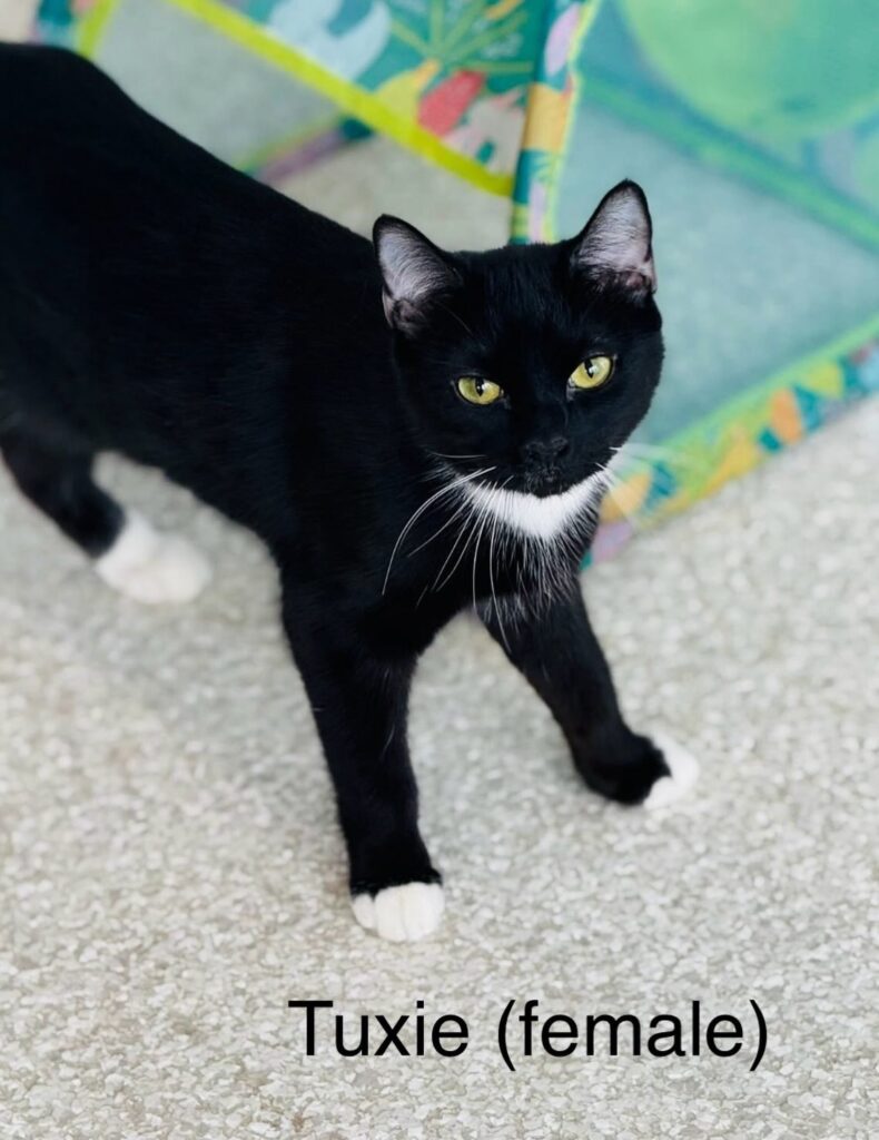 Tuxie