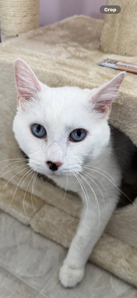 Blue Eyes