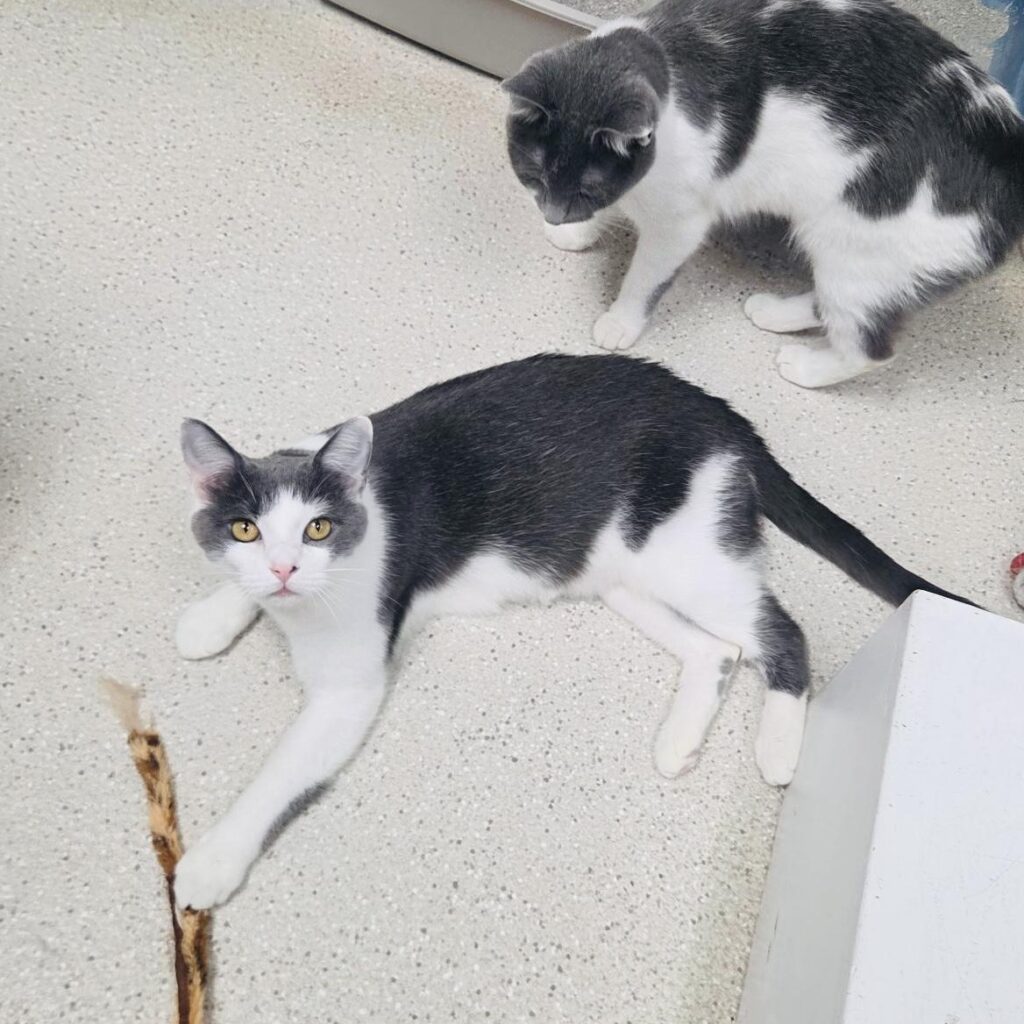 Dumpling & Wonton (Bonded Pair)